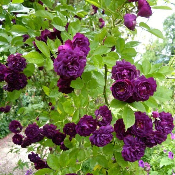 Climbing Rose Flower Seeds