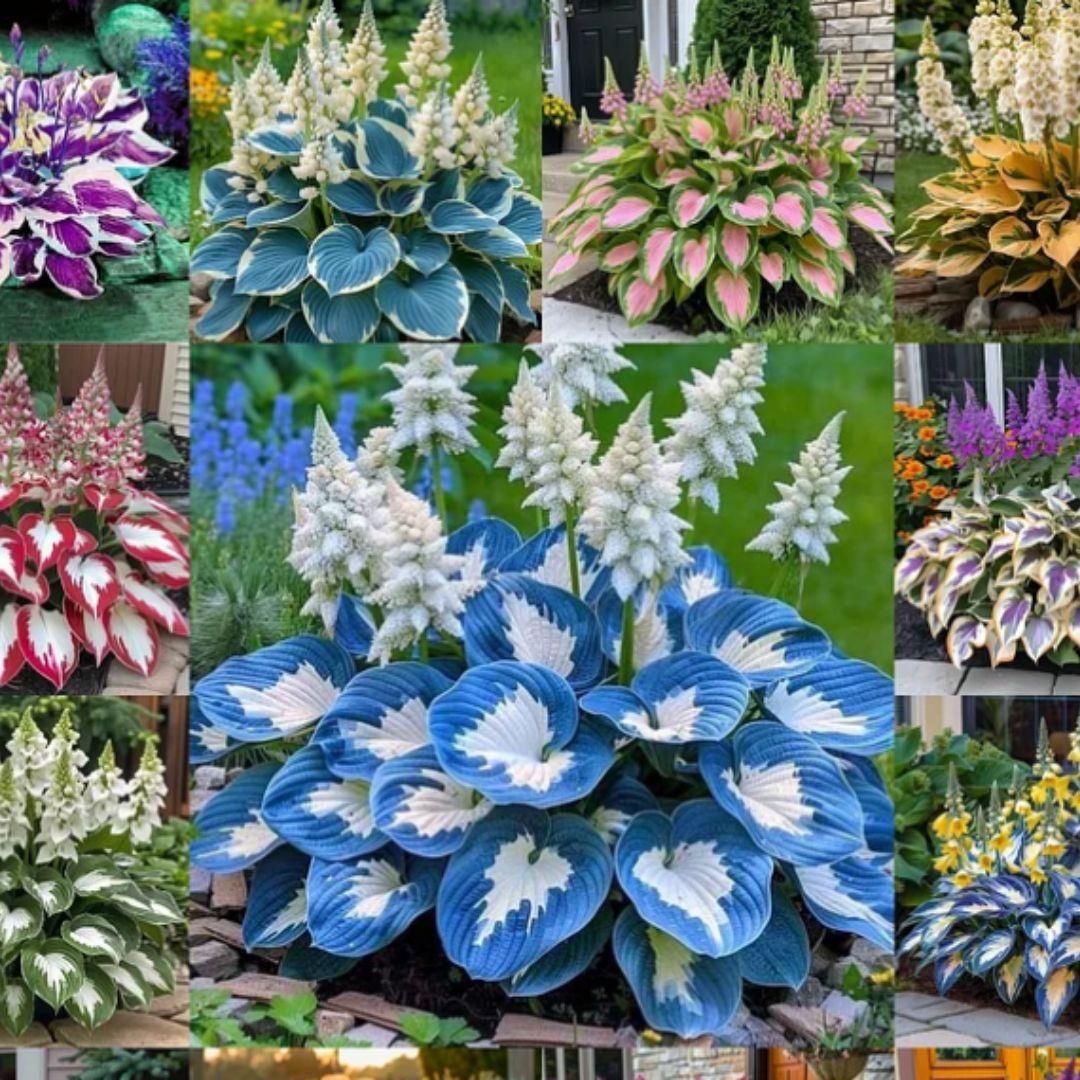 Hosta Flower Seeds